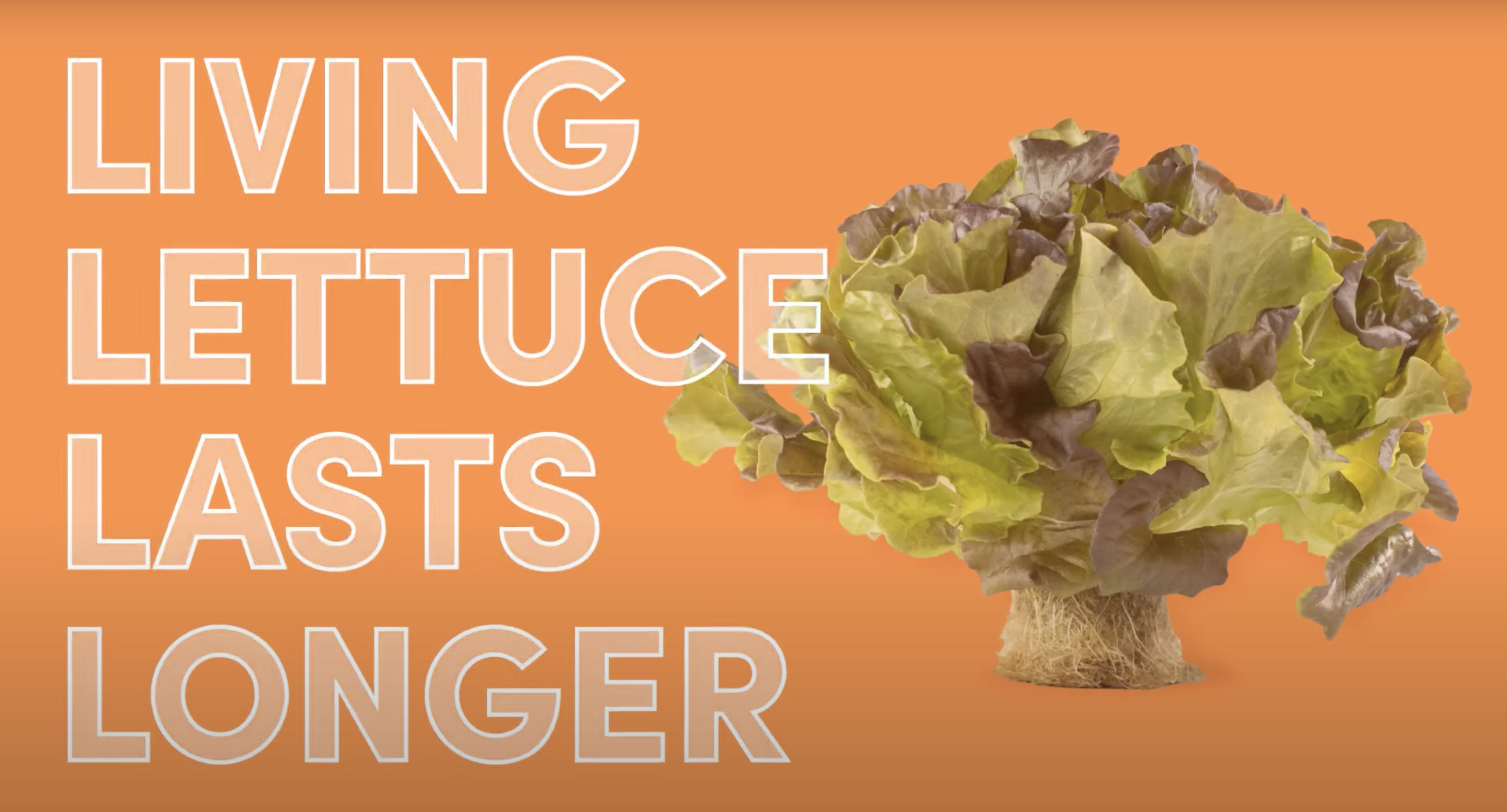 Living Lettuce Lasts Longer